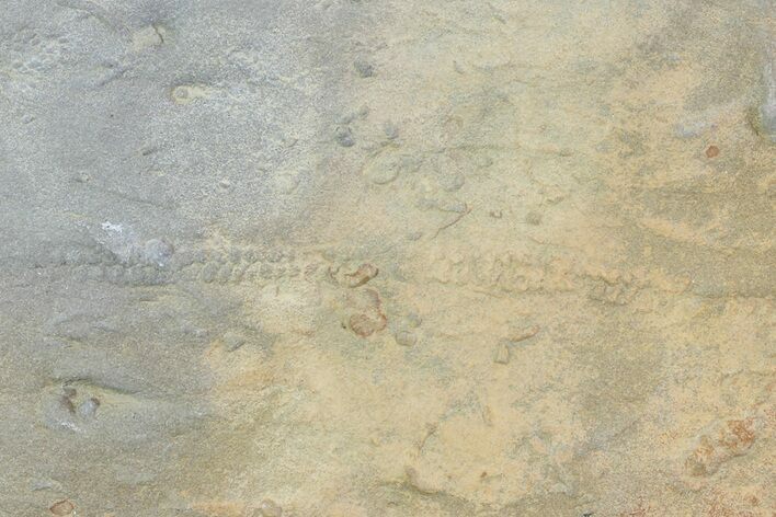 Cruziana (Fossil Trilobite Trackway) Slab - Oklahoma #68977